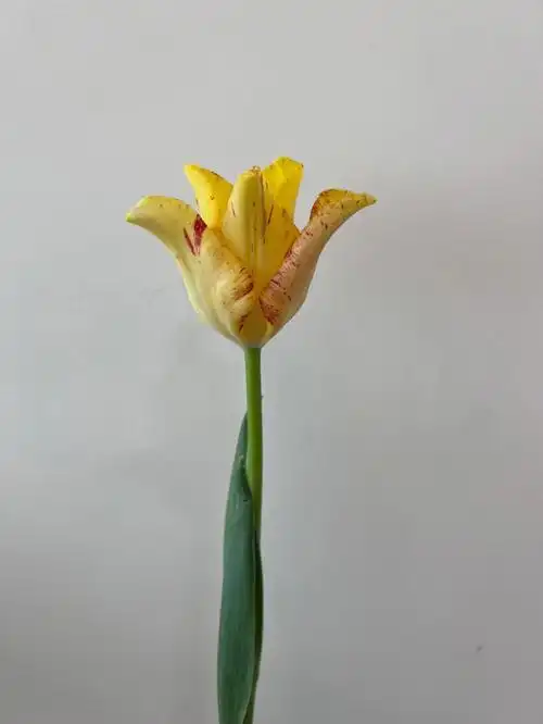 方德卷边郁金香蒂安娜