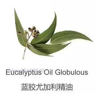 蓝胶尤加利精油10ml完全挥发纯单方植物澳洲桉树精油香薰厂家直销