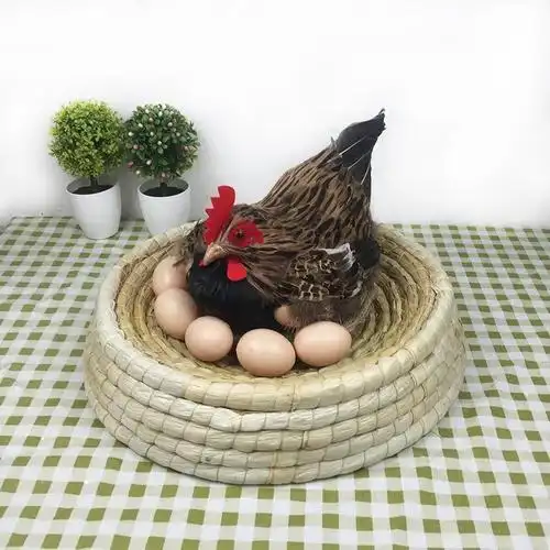 竹鸡假媒标本 毛鸡白面水鸡标本 公母竹鸡假煤模型仿真装饰品摆件