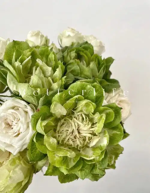 厄玫厄瓜多尔veggie青草地玫瑰