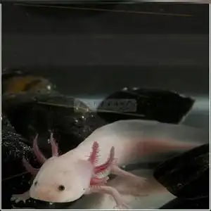 娃娃鱼鱼苗观赏鱼鱼缸蝾螈淡水鱼观赏小型冷鲜活两栖宠物水族专用