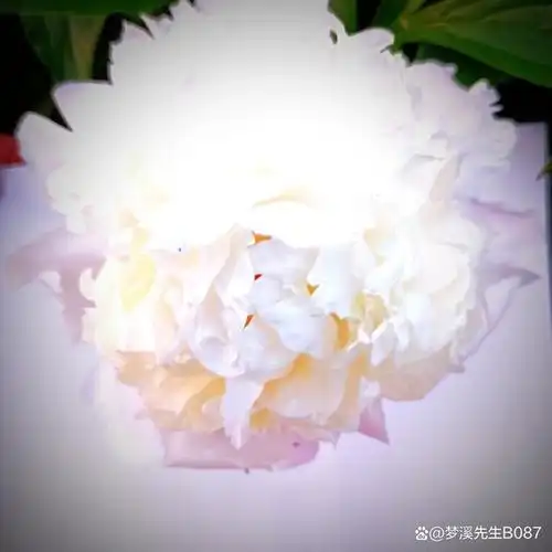 冰清玉洁——白玉冰芍药