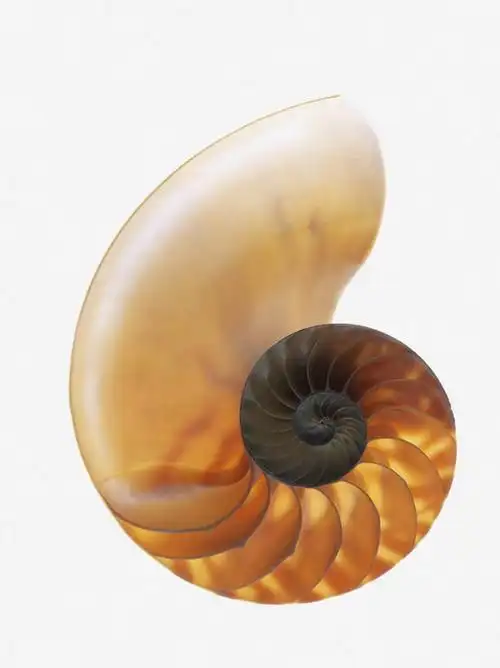 无人,竖图,俯视,室内,特写,白天,白色背景,螺旋,鹦鹉螺,海螺,海洋生物