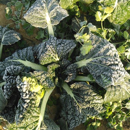 泡泡青菜种子 泡泡菜皱叶黑油白菜 四季播种阳台盆栽农家蔬菜种子