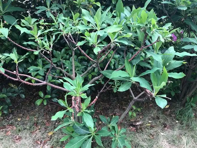 亮亮班结香探索之旅 写美篇   一周后孩子们发现,大部分花已经凋谢