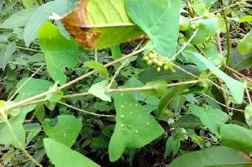 它浑身带刺,是解蛇毒的良药,其叶子很酸,农村的小伙伴常摘来吃