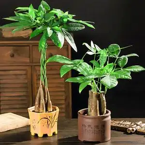 发财树植物盆栽清新空气室内花客厅办公室桌面花卉绿植小盆景好养
