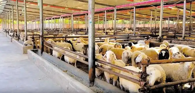 从会养羊到"慧"养羊