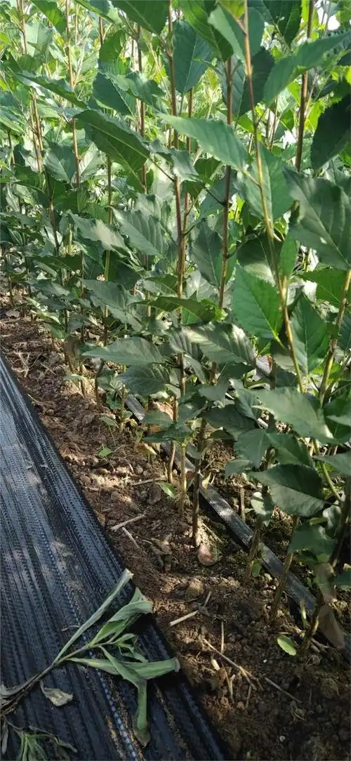 细长纺锤形矮化樱桃苗新品种雷尼樱桃苗价格粗放管理早丰高产