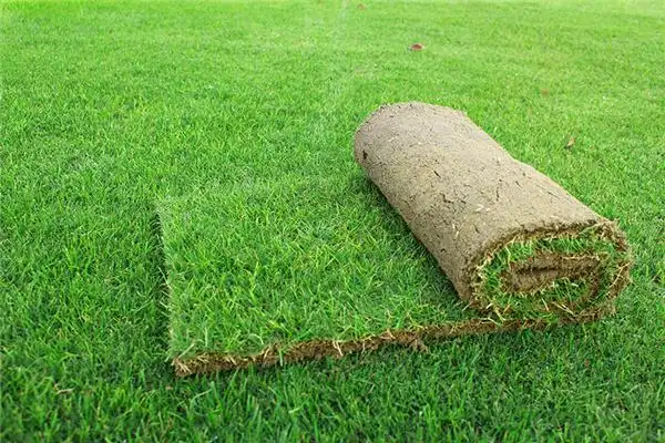 草坪-绿化真草坪草皮卷价格批发基地-四川成都园林网