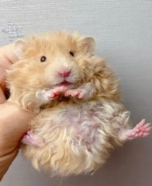 荣郁卷毛金丝熊长毛金丝熊活体金丝熊粑粑家养金丝熊品质保证卷毛黑黄