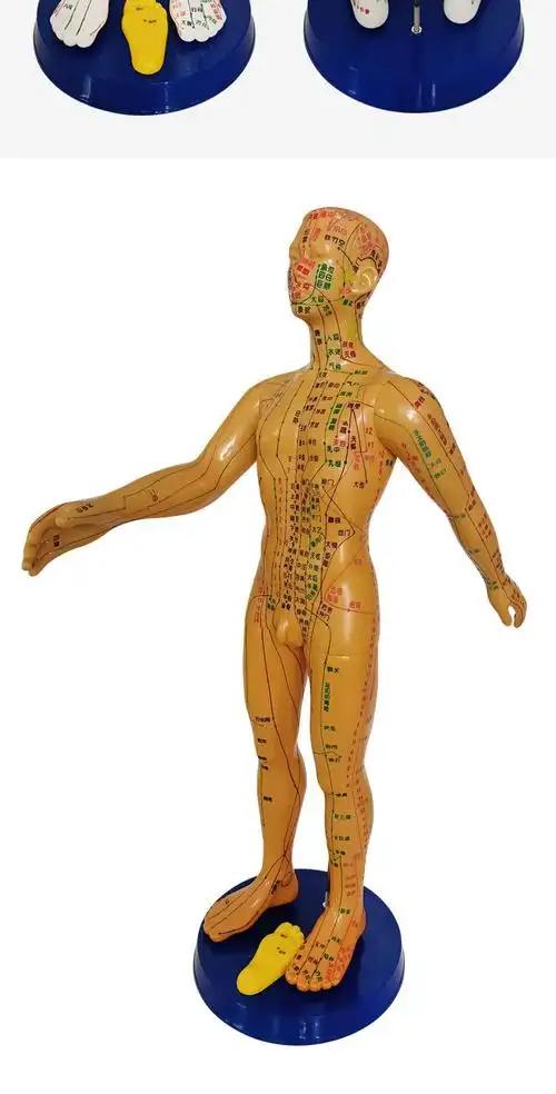 针灸人体穴位模型全身经络小皮人铜人可扎针教学中医用假人模特图