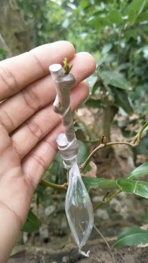 荔枝全年都可以嫁接,成活率高