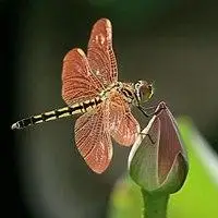 荷花蜻蜓微信头像_微信头像图片大全