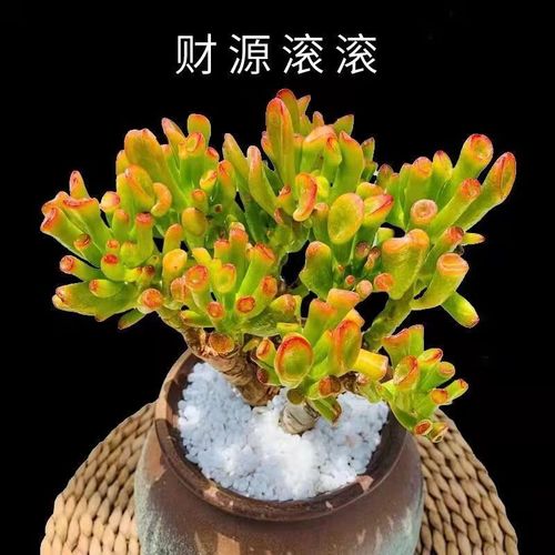 盖淘多肉植物发财树花卉盆栽水培植物懒人好养绿植 吸财树6年大老桩