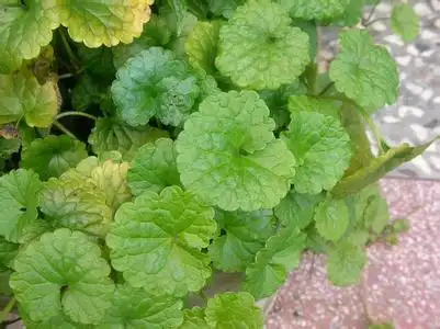 草本植物,科名: 伞形科(伞形科)(umbelliferae)天胡荽属(hydrocotyle)
