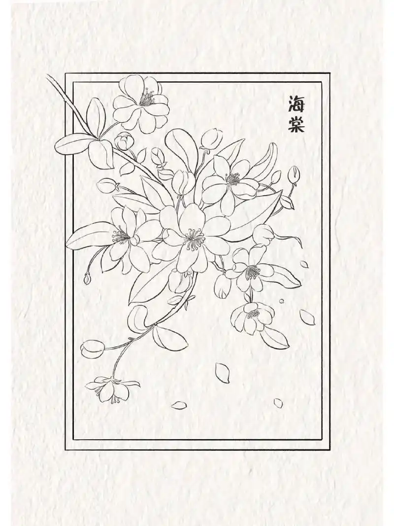 【37/100】海棠花线稿 春风不误,海棠依旧.