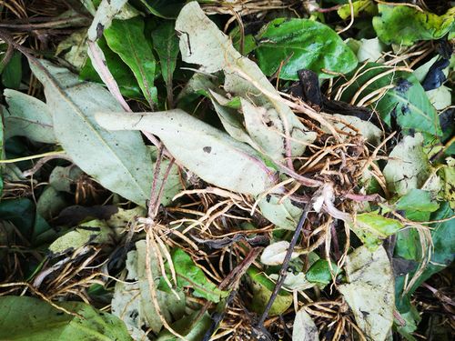 贵州新鲜农产品毛大丁草500克 中草药材巴地香扑地香一支香毛耳风