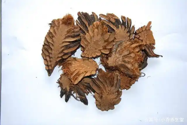 每日一味中药:贯众