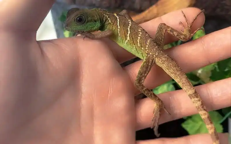 小水龙什么时候才能长大,吃个饭也不老实_哔哩哔哩 (゜-゜)つロ 干杯