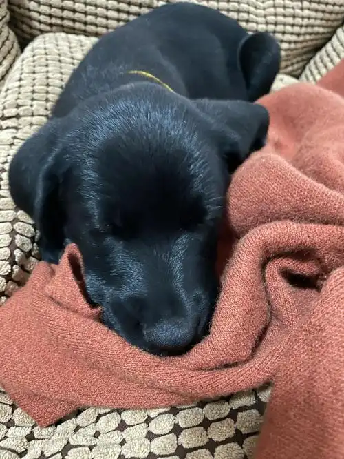 拉布拉多 #两个月 #黑色拉布拉多