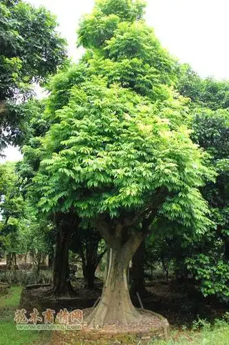 广东人面子米径70～80公分假植价格仁面子,人面树佛