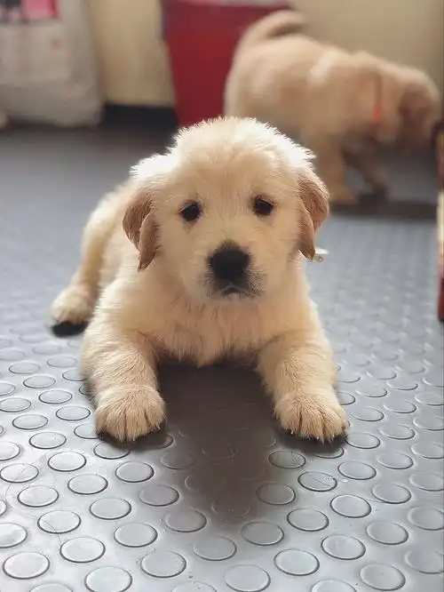 金毛宝宝的新照