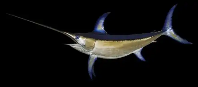 旗鱼和剑鱼有什么区别谁是海洋中的小霸王