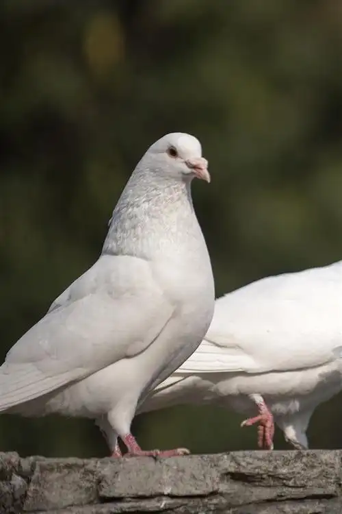 壁纸 三只白色的鸽子 3840x2160 uhd 4k 高清壁纸, 图片, 照片