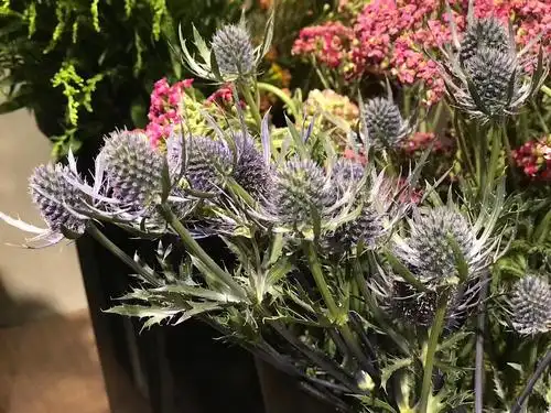 火石咖啡|火石草木店