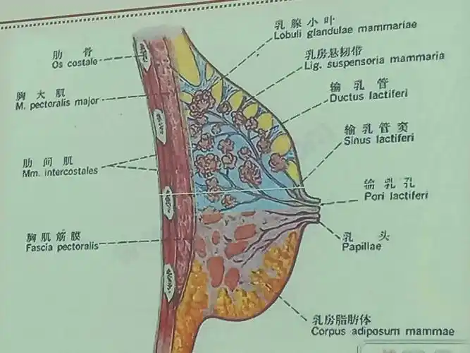 乳房的内部结构