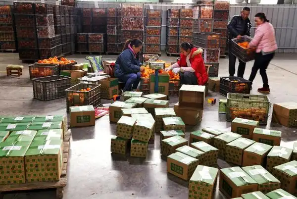 三峡移民30年:最早一批移民"种出"3个亿元村,果农单日卖出8000斤橙子