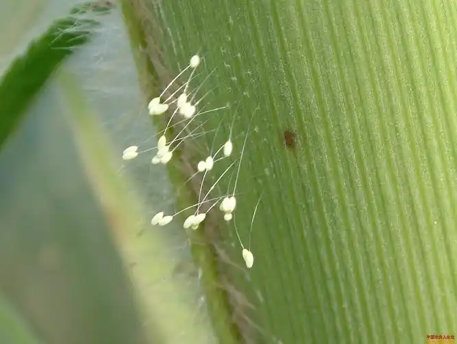 请问这是什么虫卵