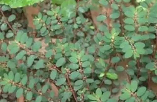 过去农村路边常见的一种草,麻雀很喜欢窝上面,现在珍贵了