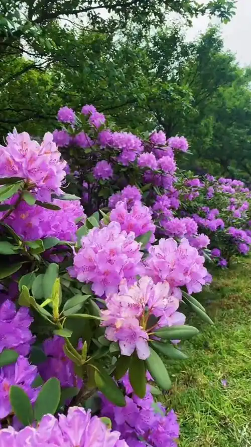 大自然风景:这是我拍过昆明最美杜鹃花五一城市打卡