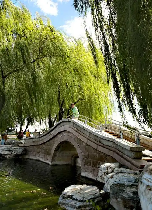 湖边看云卷云舒,柳树跳舞