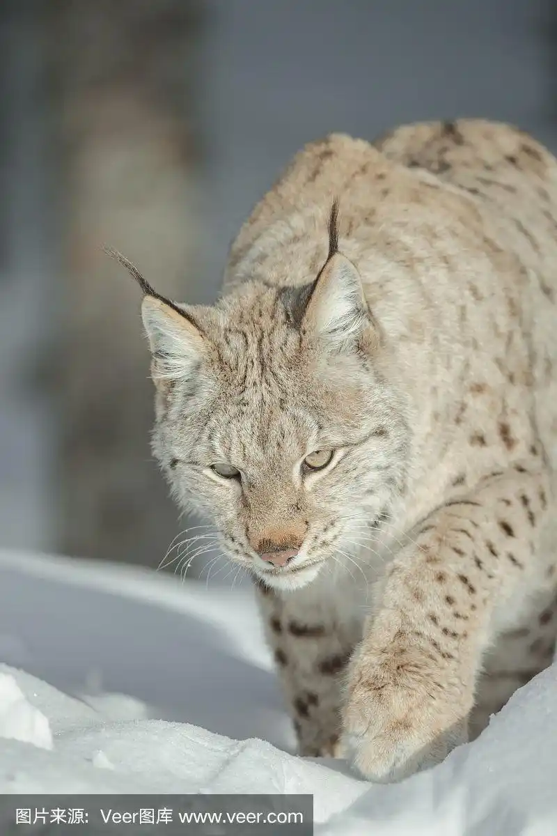 雪地里的欧亚猞猁