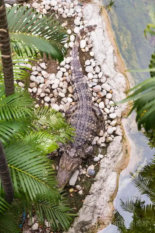 在动物园里的鳄鱼泰国