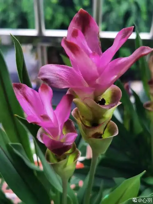 推荐生姜埋土里,竟然开花了,1朵开了30天不掉--命理百科