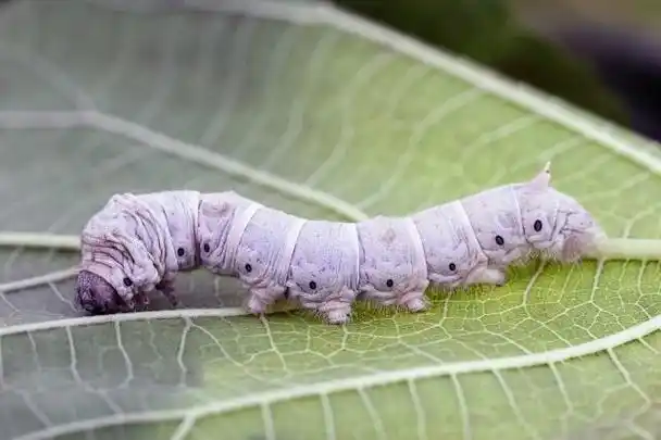 盘点被称为益虫的10种常见昆虫