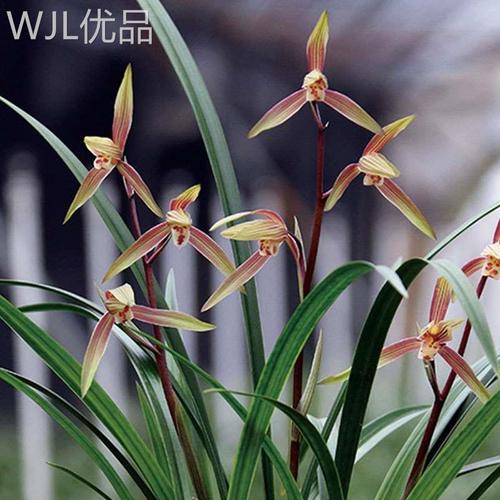 【团购】喜花里【寒兰妖姬】春兰品种 兰花苗 带花苞浓香室内绿植