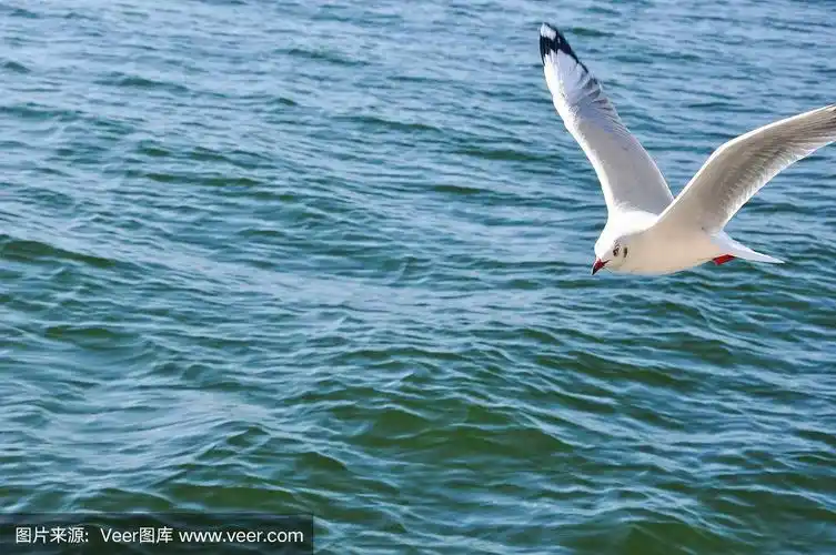 鸽子在海面上飞翔
