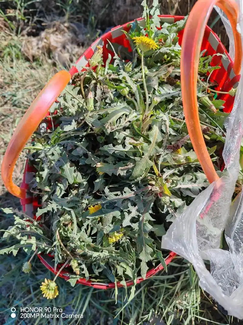 蒲公英又名黄花地丁,婆婆丁,奶奶草,野莴苣菜,系多年生的一种草本植物