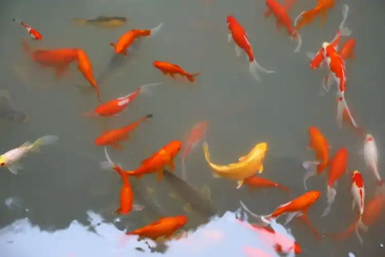 一条小溪伴随着我们,水中的游鱼给小溪增添无限的活力.