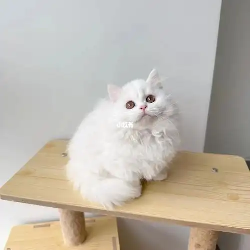 纯白米努特矮脚妹妹