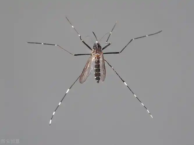 白纹伊蚊【4】怎样避免被蚊虫叮咬?