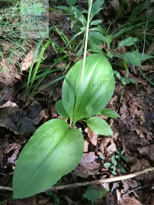 这是什么草呢?怎么独叶