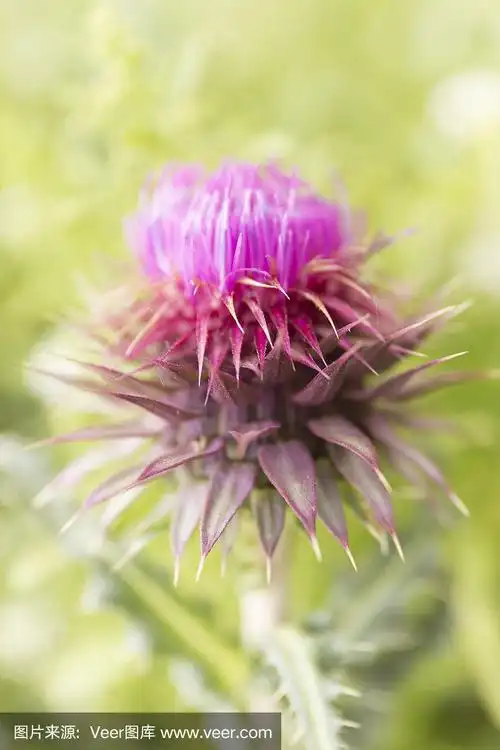在模糊的绿色背景上,特写的紫葛花.紫罗兰野花宏观背景.
