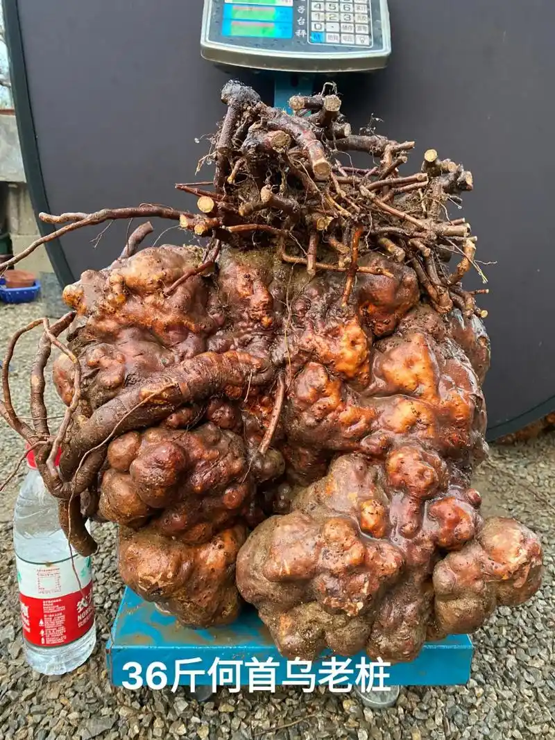 大自然的鬼斧神工 何首乌盆景 36斤野生何首乌老桩极品,收藏 - 抖音