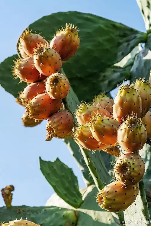 刺梨如何去刺?教你三个妙招,不用削皮也能吃